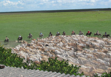 Colombia-Orinoquia-Casanare Cattle Drive